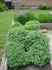 Oregano frm N Blog.JPG